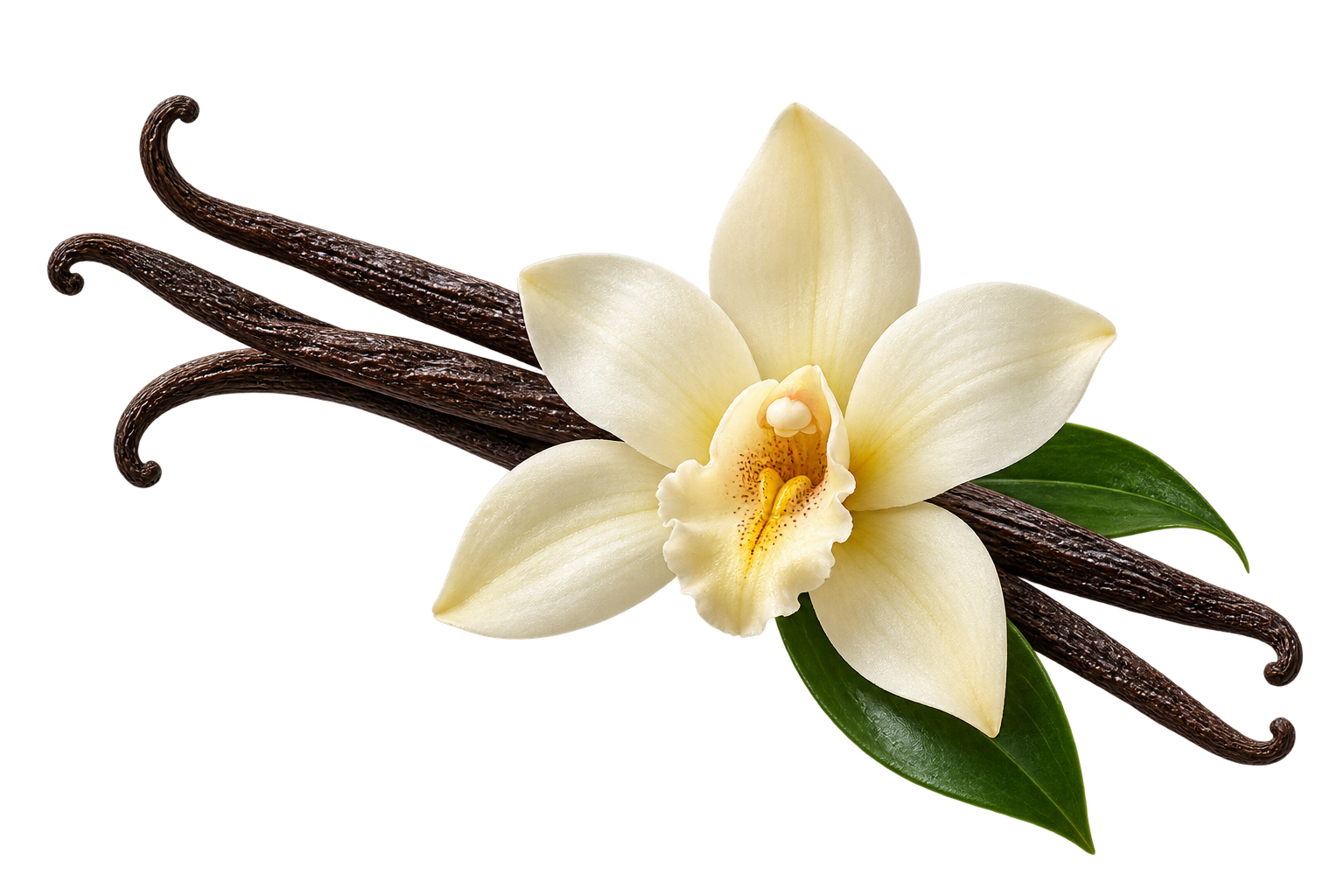 L’essentiel